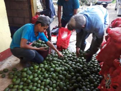 Vendo terreno 9 manzanas
