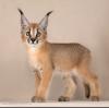 gatitos caracal y caracat disponibles