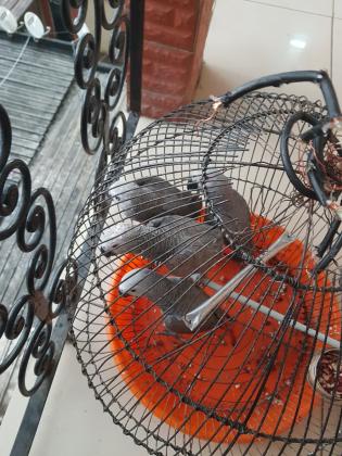 Loros Grises Africanos cariñosos disponibles