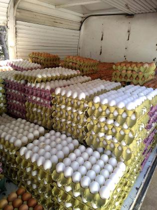 Loros Grises Africanos cariñosos disponibles