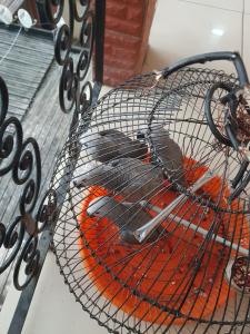 Loros Grises Africanos cariñosos disponibles